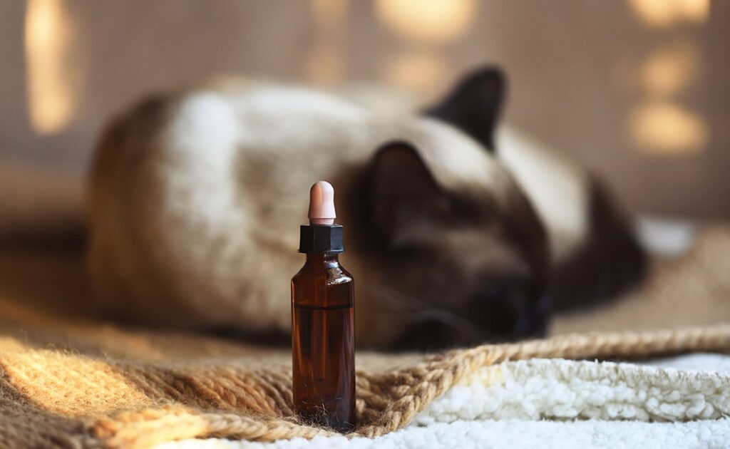Hoe kan passiebloem katten kalmeren? 1 passiflore chat 080752 1200 738