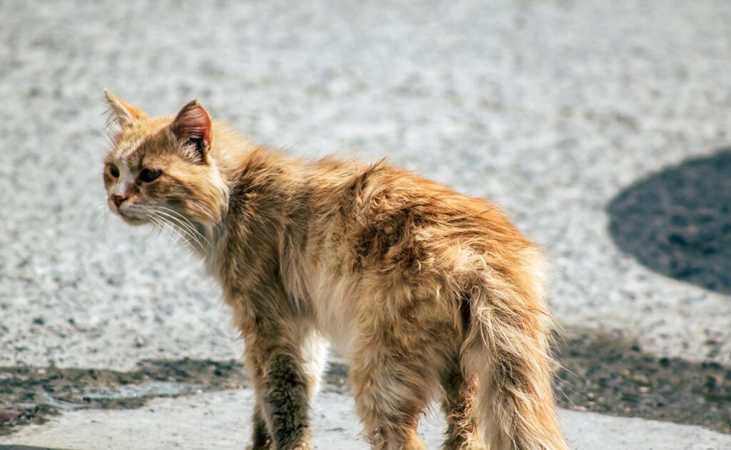 Gewichtsverlies bij katten: 3 mogelijke oorzaken! 1 perte poid chat 055253 1200 738
