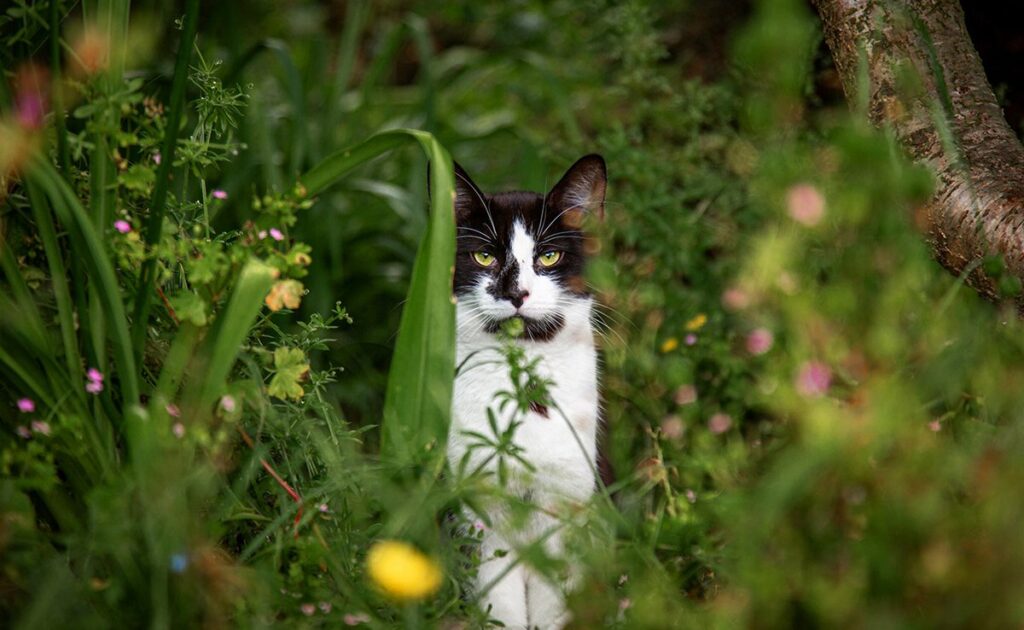 Pollenallergie bij katten: oorzaken, symptomen, behandelingen en preventie! 1 pollen chat 055901 1200 738