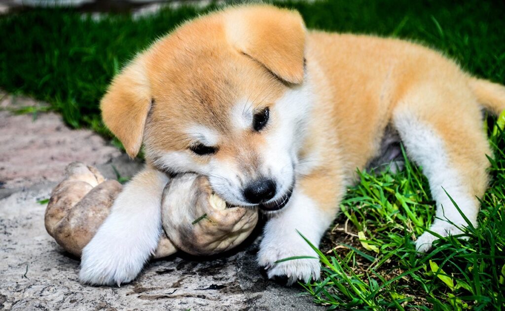Hoeveel kost een Akita Inu? Welk jaarlijkse budget moet u plannen voor het onderhoud ervan? 1 prix akita inu 091743 1200 738