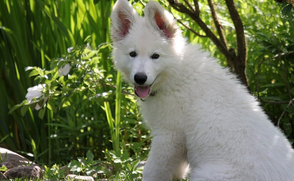 Wat is de prijs van een Zwitserse Witte Herder bij een fokker? Welk jaarlijkse budget moet u plannen voor het onderhoud ervan? 1 prix berger blanc suisse 083121 1200 738