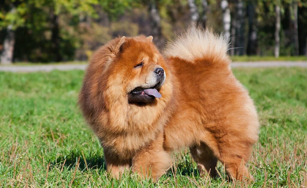 Hoeveel kost een Chow-chow? Welk jaarlijkse budget moet u plannen voor het onderhoud ervan? 1 prix chow chow 071424 1200 738