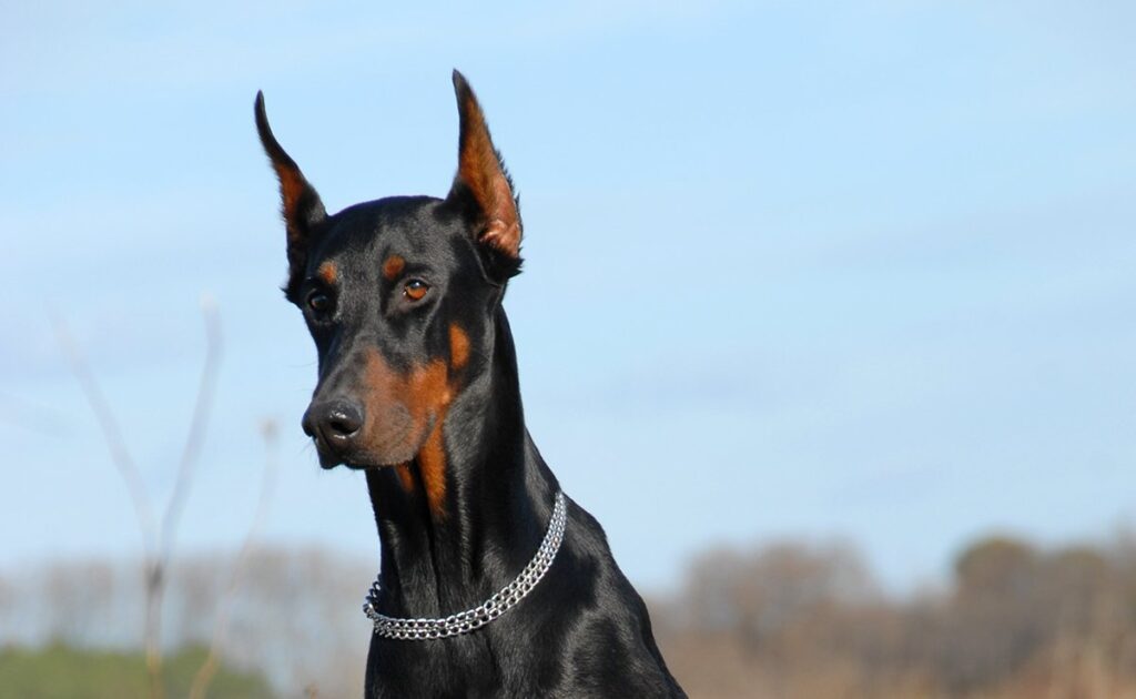 Hoeveel kost een Doberman? Welk jaarlijkse budget moet u plannen voor het onderhoud ervan? 2 prix dobermann 083908 1200 738