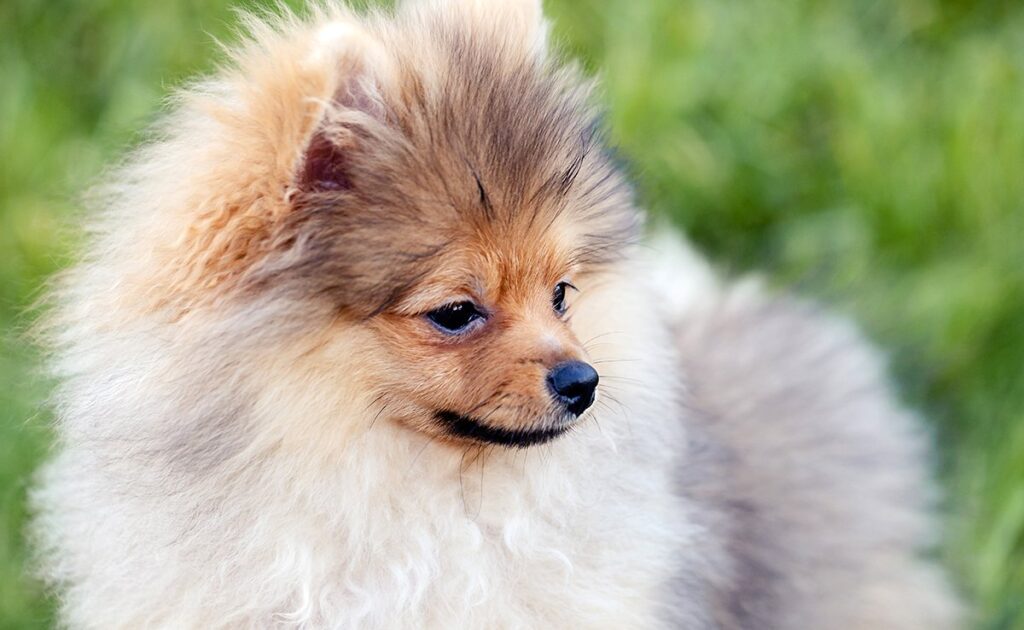 Wat is de levensverwachting van een Pomeranian of Dwarf Spitz? Hoe lang leeft hij? 1 prix spitz nain 092102 1200 738