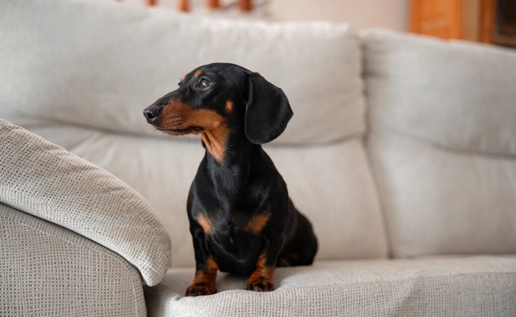Een teckel adopteren als je in een appartement woont, goed of slecht idee? 2 teckel appartement 062105 1200 738