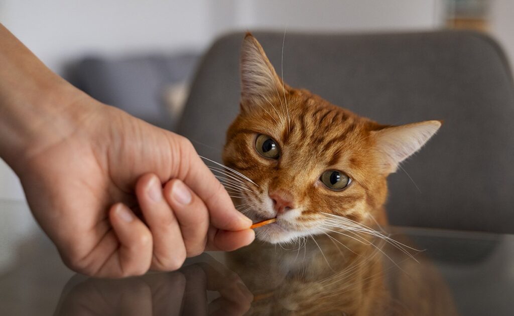 Gedroogd vlees aan je kat geven: goed of slecht idee? 1 viande sechee chat 061116 1200 738