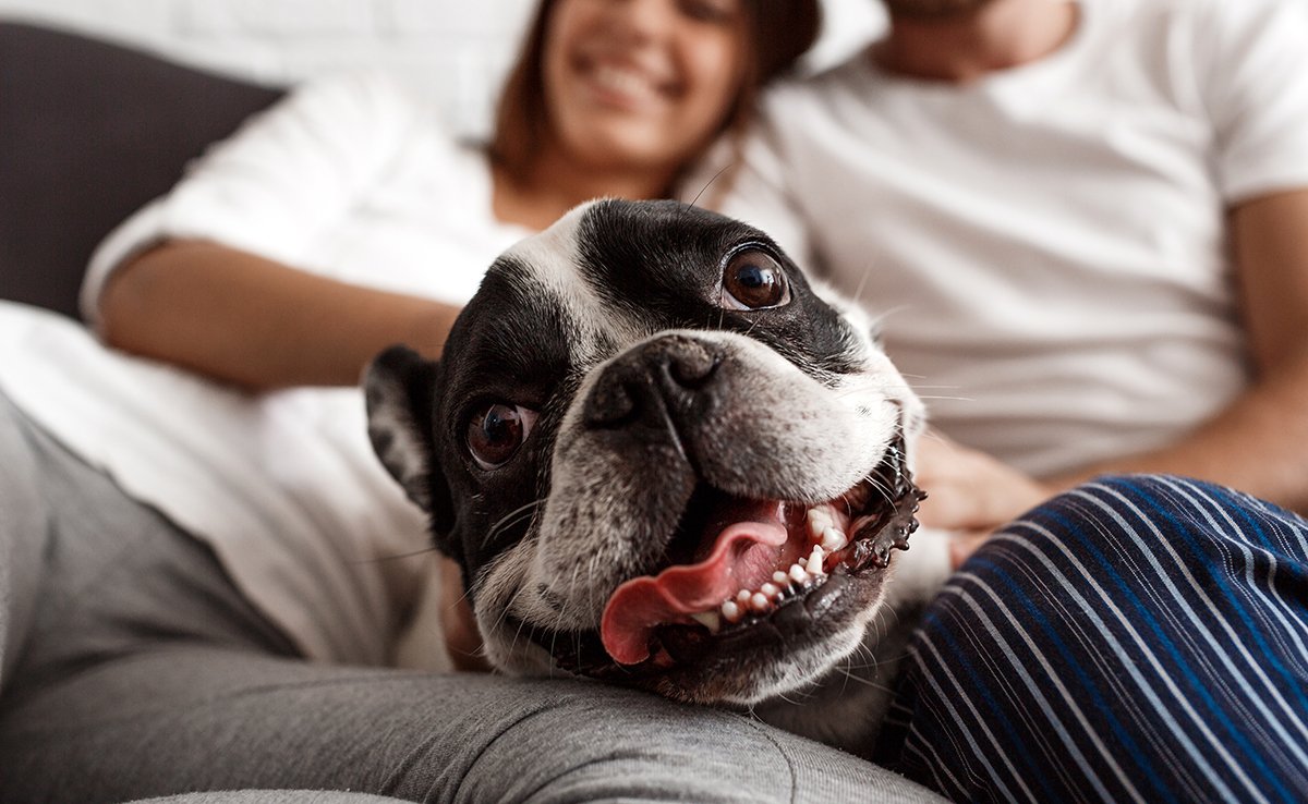 5 tests simples pour evaluer bonheur chien 053352 1200 738