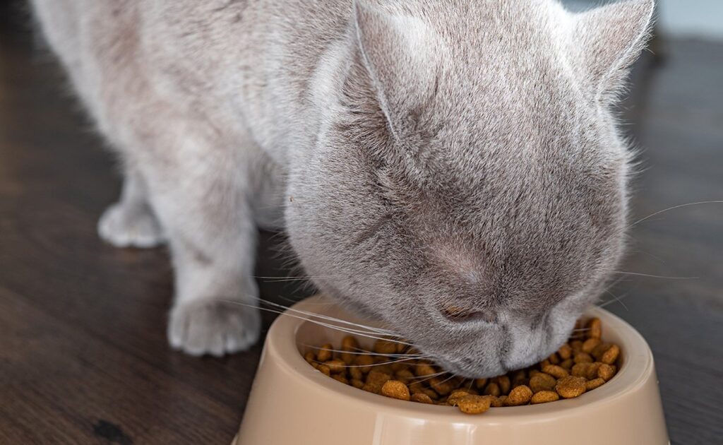 Functionele voeding bij katten: waar hebben we het over? 1 alimentation fonctionnelle chat 060501 1200 738