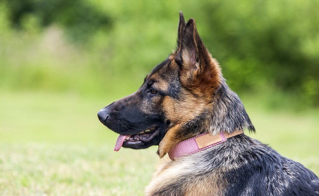 Wat zijn de verschillen tussen een Mechelaar en een Duitse herder? 2 berger allemand 091510 1200 738