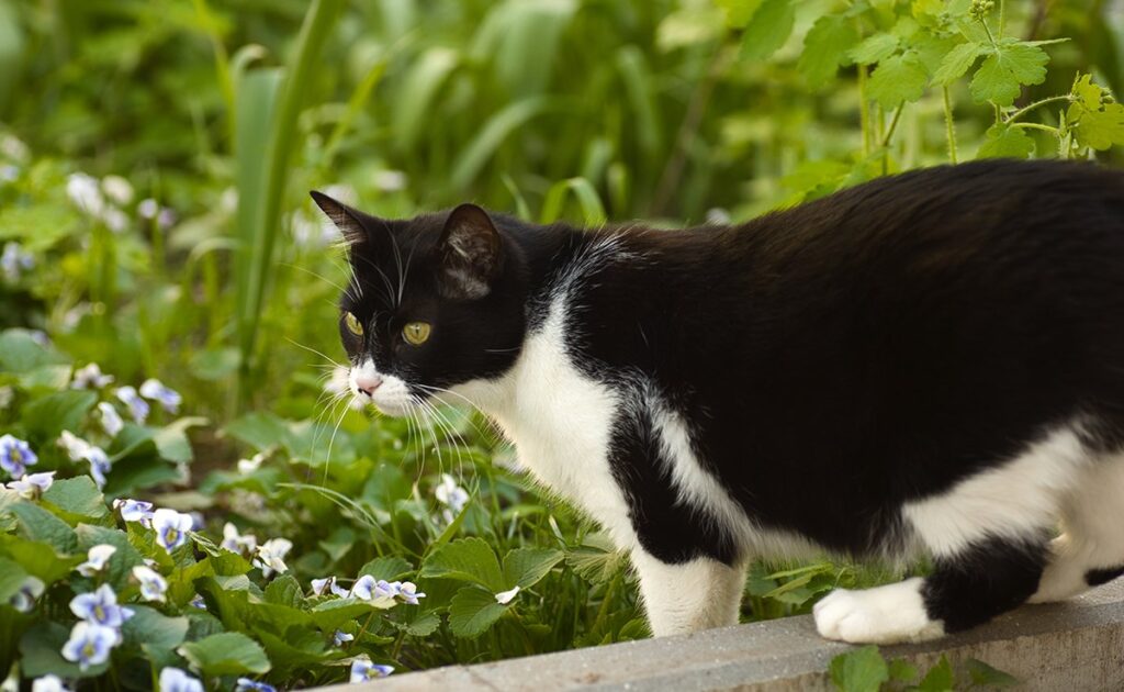 7 meest onwaarschijnlijke dingen die uw kat kan doen! 1 chat 064428 1200 738