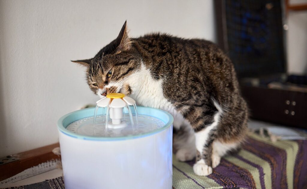 Hoe weet ik of mijn kat voldoende water drinkt? Wat te doen als dit niet het geval is? 1 chat boirse assez eau 083430 1200 738