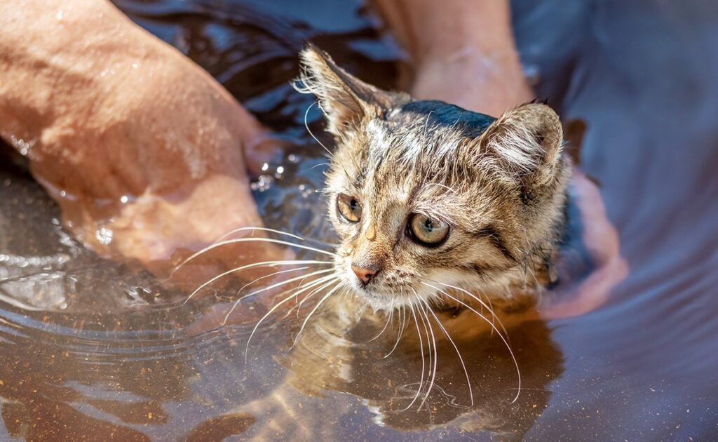 Weten we waarom katten water haten en waarom dit beeld bij hen blijft hangen? 1 chat deteste eau 085744 1200 738