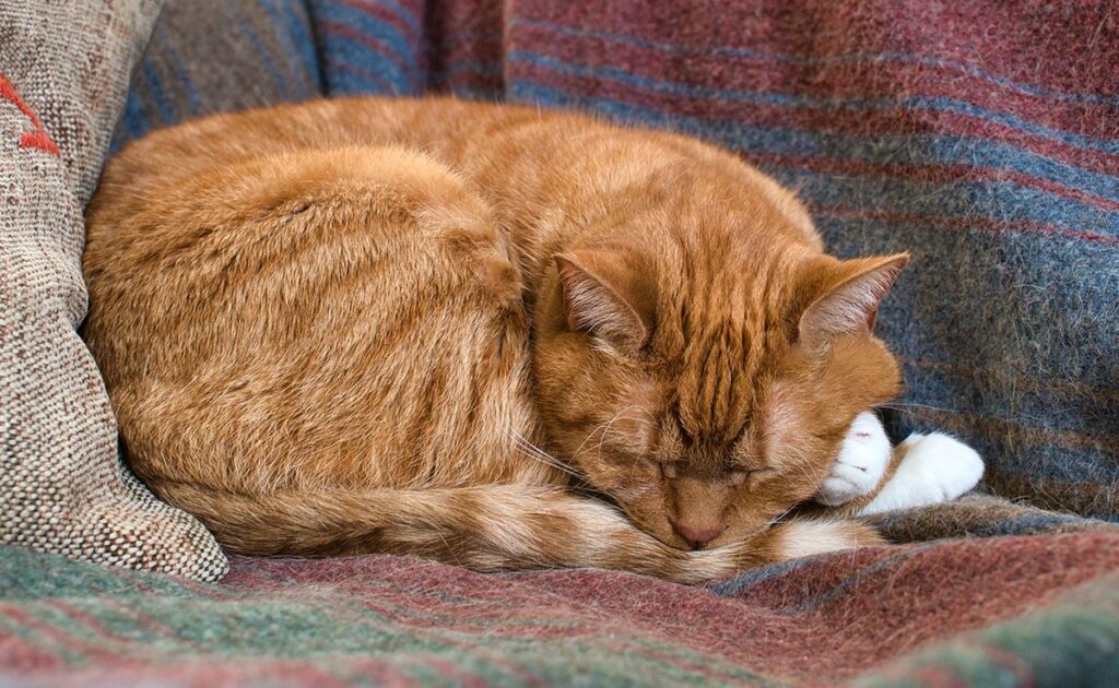 Mijn kat slaapt de hele tijd! Wanneer moet u zich zorgen maken? 1 chat dort 055256 1200 738