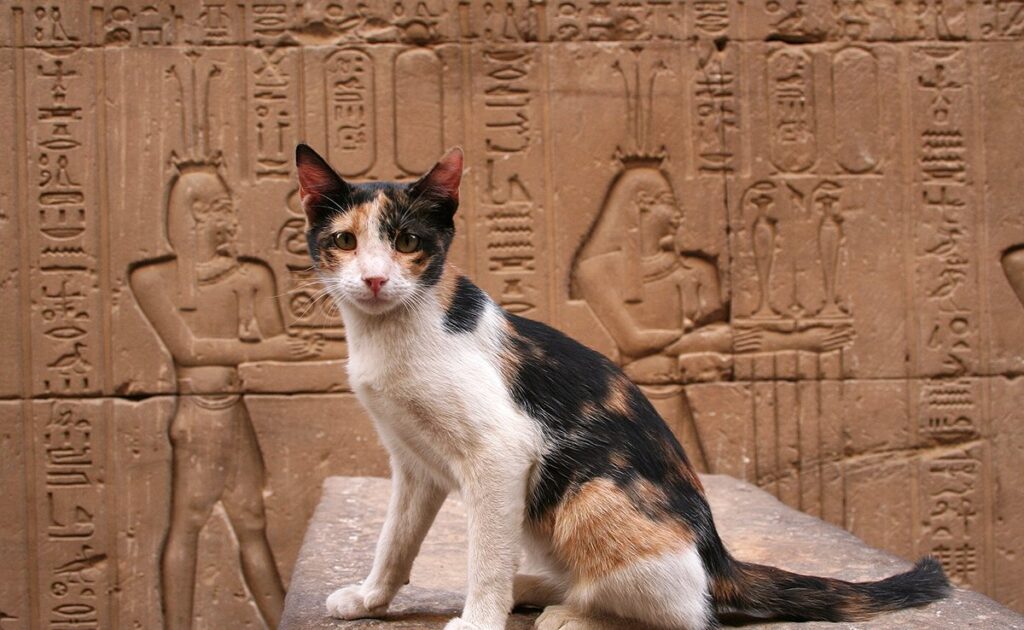 Top 8 landen waar katten een bijzondere plek hebben! 1 chat egypte 085437 1200 738