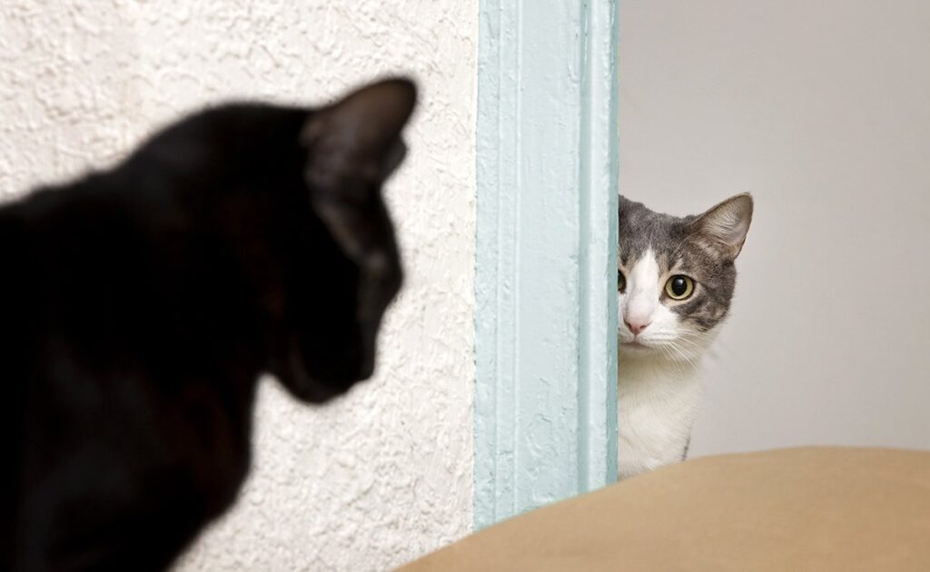 Zonder agressief te zijn, valt mijn kat zijn soortgenoten lastig. Wat moet ik doen? 1 chat harcele autre chat 064721 1200 738