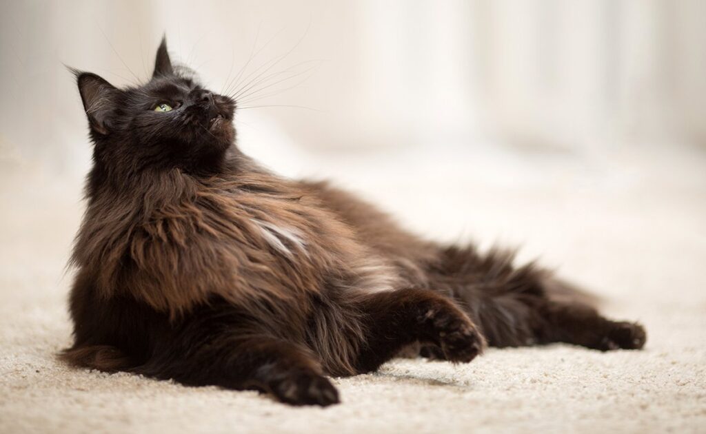 Wat zijn de verschillen tussen een binnenkat en een buitenkat? 1 chat interieur 084542 1200 738
