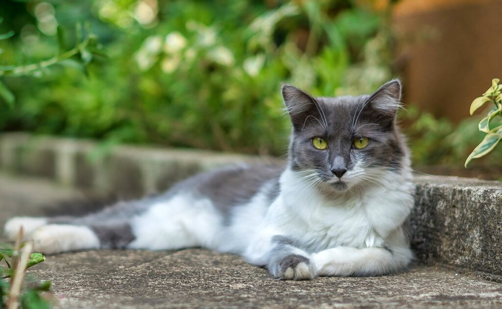 Heeft de kat vrijheid nodig om gelukkig te zijn? 1 chat libre 063853 1200 738