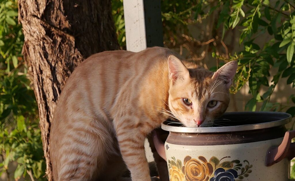 Mijn kat heeft beschimmeld voer gegeten! Is het serieus? Moeten we ons zorgen maken? 1 chat mange aliment moisis 085351 1200 738