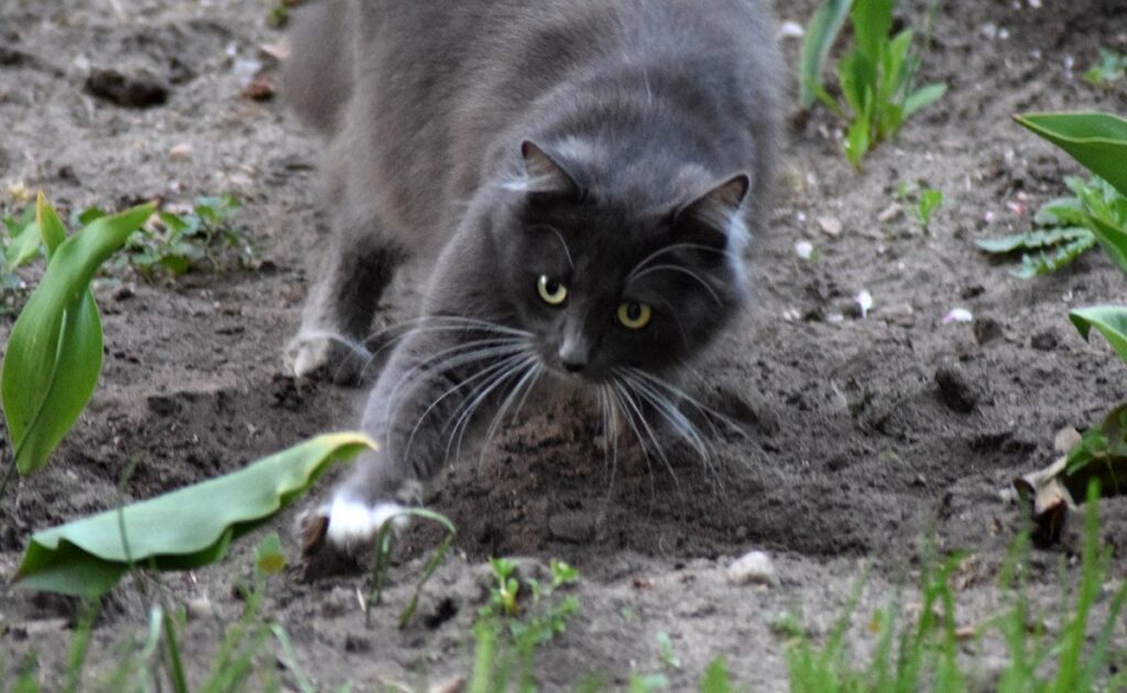 Eet een kat net als honden zijn eigen uitwerpselen? 1 chat manger crotte 060811 1200 738