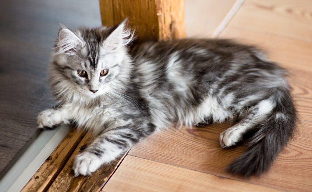 Top 8 populairste kattenrassen! 1 chat populaire 064919 1200 738