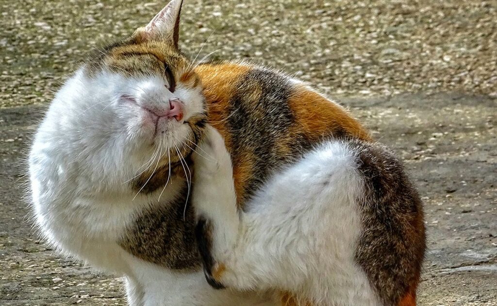 Kunnen katten luizen krijgen van kinderen? 1 chat poux 055401 1200 738