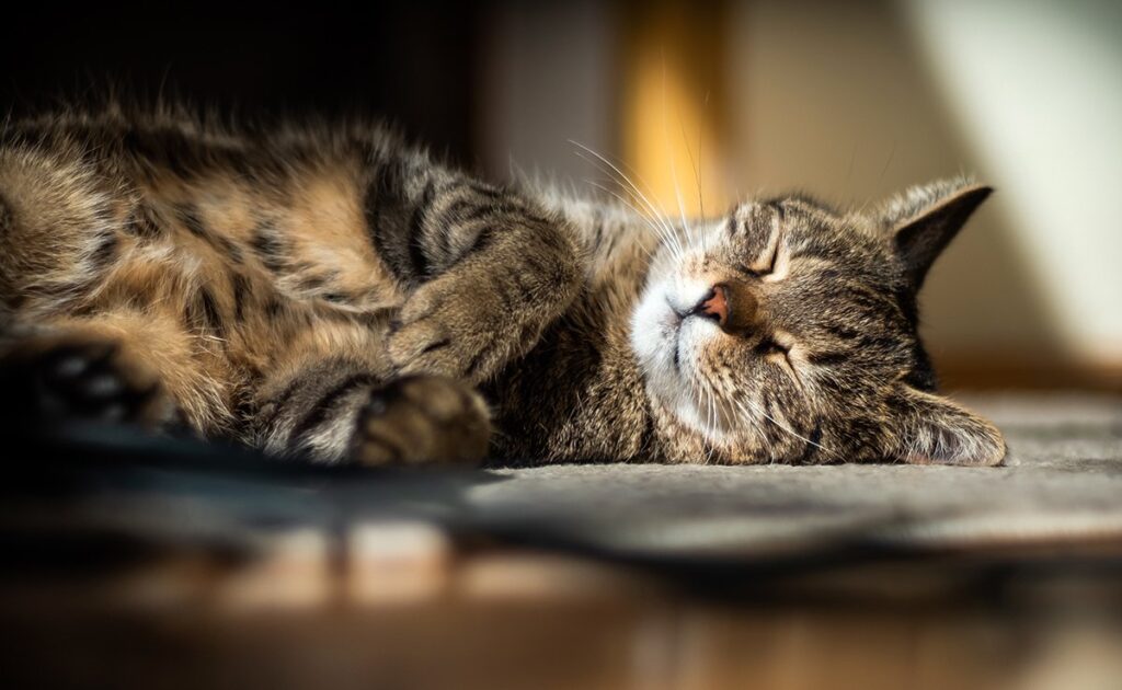 Wat kan ik leren van de slaaphouding van mijn kat? 1 chat qui dort 134715 1200 738