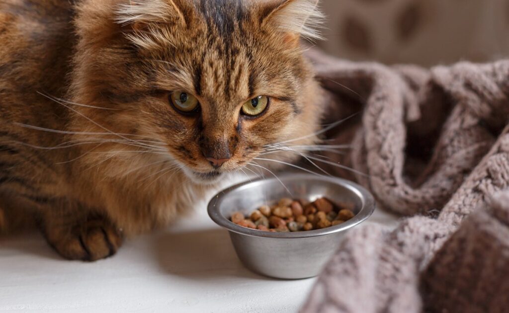 Mijn kat vraagt om eten, maar wil niet eten: waarom dit gedrag? 1 chat reclame manger 060825 1200 738