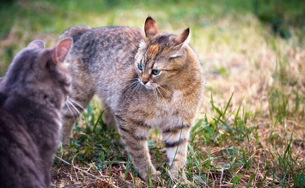 6 gedragingen van loopse katten die je moet kennen! 1 chat rut 062956 1200 738