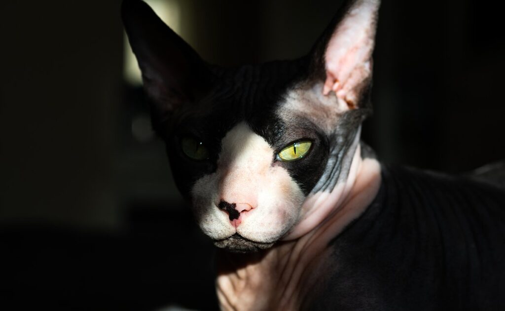 In de Middeleeuwen werd de kat geassocieerd met hekserij en de krachten van het kwaad: waar of niet waar? 5 chat sorcellerie 060058 1200 738