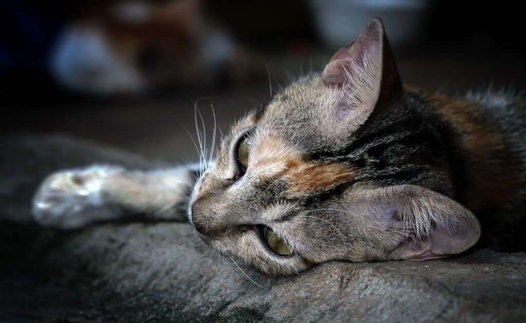 Katten voelen ook rouw na de dood van een ander dier: info of verkeerde informatie? 1 chat triste 060617 1200 738