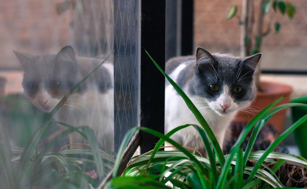 Hulp! Mijn kat heeft in mijn potplant geplast, hoe kan ik dit redden? 1 chat urine plante pot 083641 1200 738