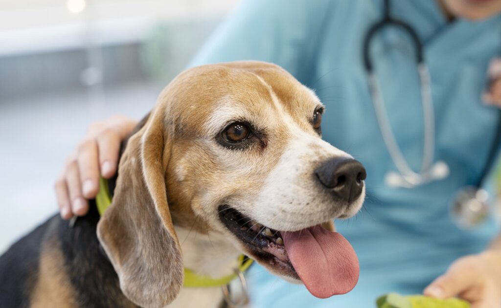 Hoe kan een hond kanker bij een mens ontdekken? 1 chien detecteur cancer 141728 1200 738