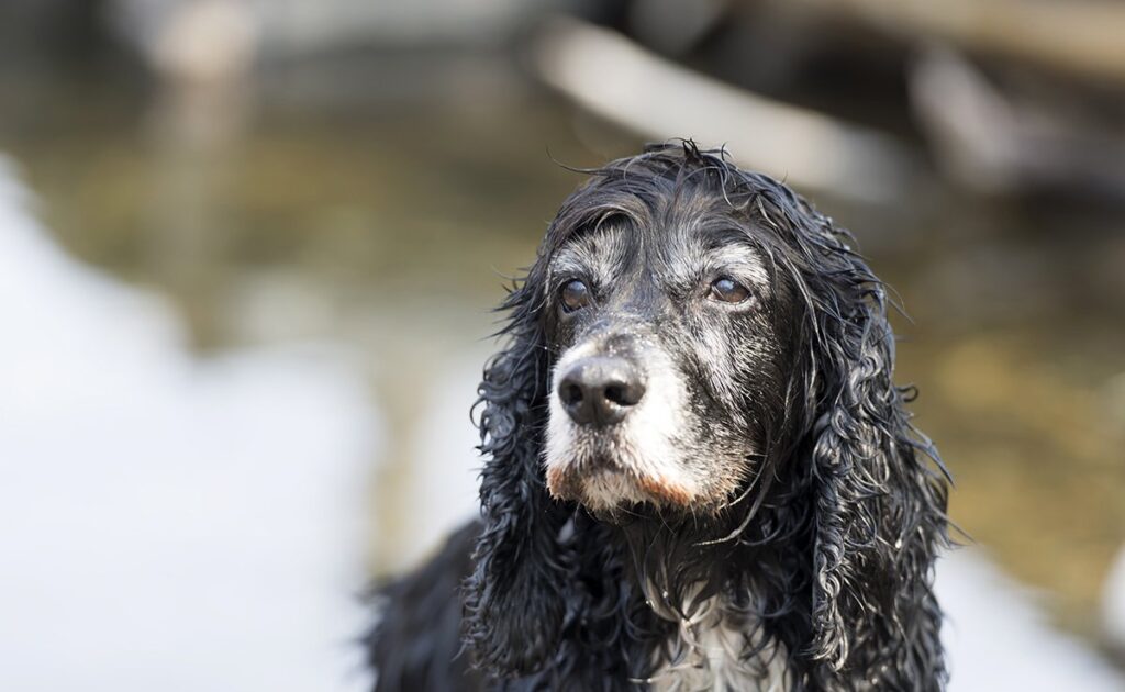 Ik heb het gevoel dat mijn hond blind wordt: hoe weet ik dat zeker? 1 chien devient aveugle 060007 1200 738