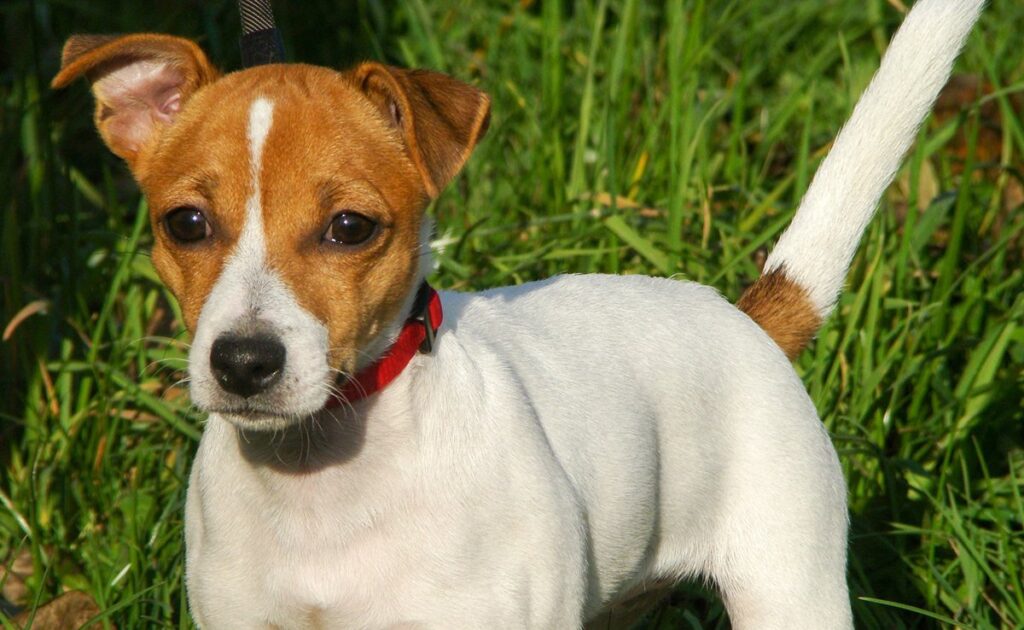 Top 7 hondenrassen die strikt onverenigbaar zijn met katten! 2 chien incompatible chat 083453 1200 738
