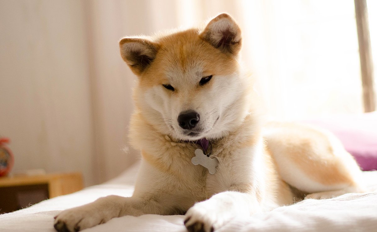 esperance vie akita inu 061321 1200 738