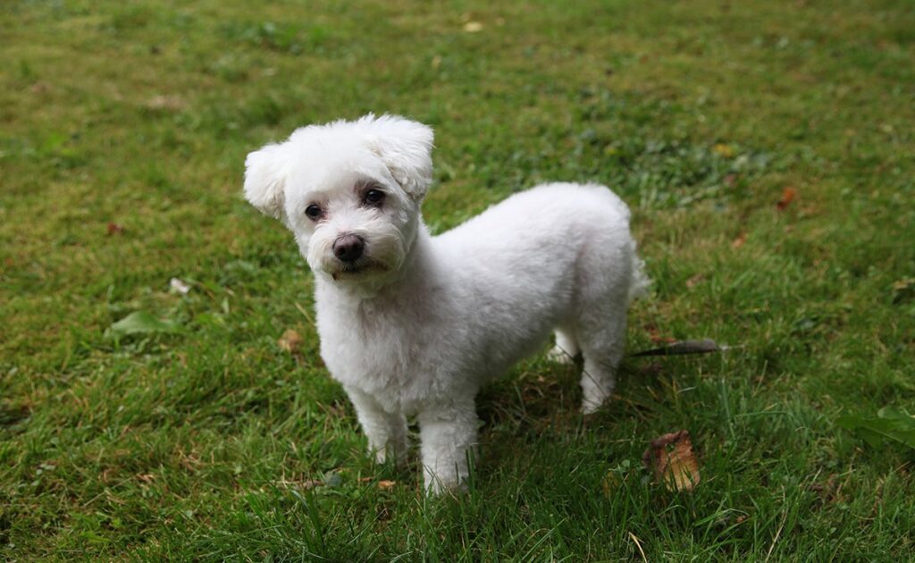 Wat is de levensverwachting van de Maltese Bichon? Hoe lang leeft hij? 1 esperance vie bichon maltais 083311 1200 738