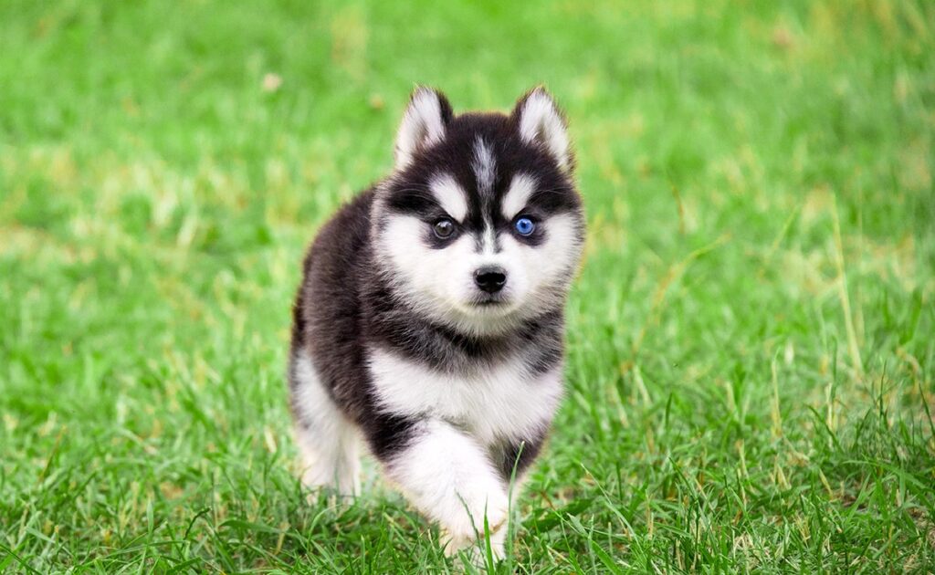 Wat is de levensverwachting van de Pomsky? Hoe lang leeft hij? 1 esperance vie pomsky 061419 1200 738