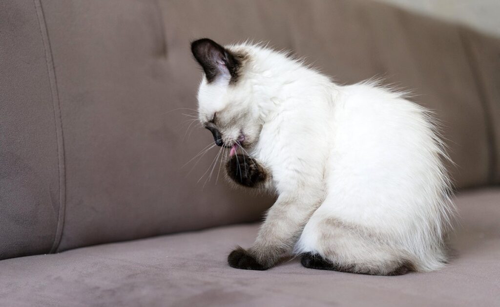 Mijn kat heeft een klauw gebroken, moeten we ons zorgen maken? 1 griffe cassee chat 055717 1200 738