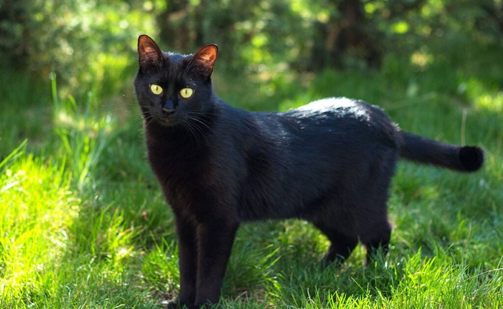 Internationale Zwarte Kat Dag: wanneer? Waarom ze in de spotlight zetten? 1 journee internationnale chat noir 053035 1200 738