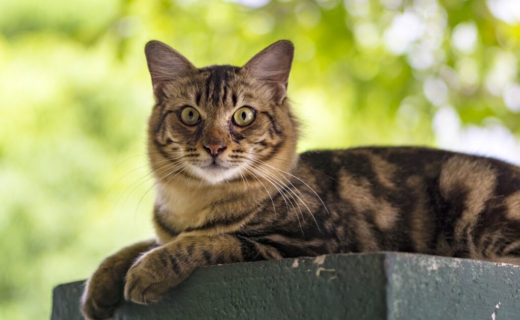 Hoeveel is het leven van uw kat waard? Hoe ver ben je bereid te gaan? 1 prix chat 063648 1200 738