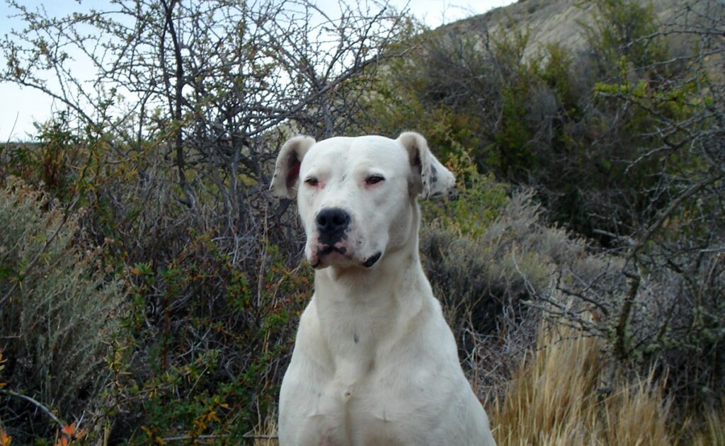 Hoeveel kost een Dogo Argentino bij een fokker? Welk jaarlijkse budget moet u plannen voor het onderhoud ervan? 1 prix dog argentin 083053 1200 738