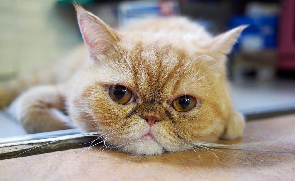 Hoeveel kost een exotische korthaar bij een fokker? Welk jaarlijkse budget moet u plannen voor het onderhoud ervan? 1 prix exotic shorthair 060002 1200 738