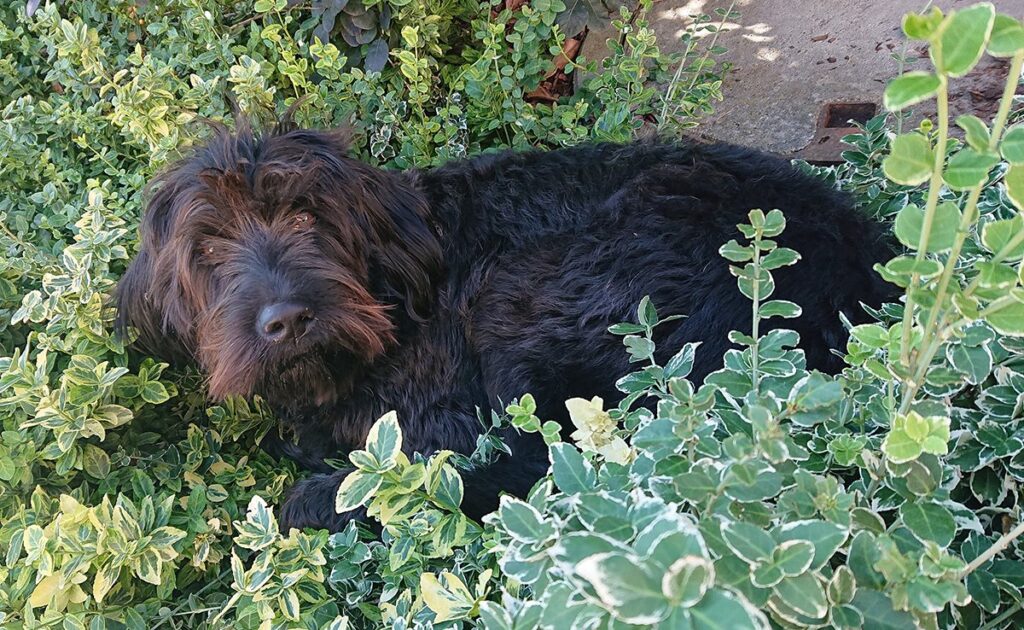Hoeveel kost een Labradoodle bij een fokker? Welk jaarlijkse budget moet u plannen voor het onderhoud ervan? 1 prix labradoodle 065243 1200 738
