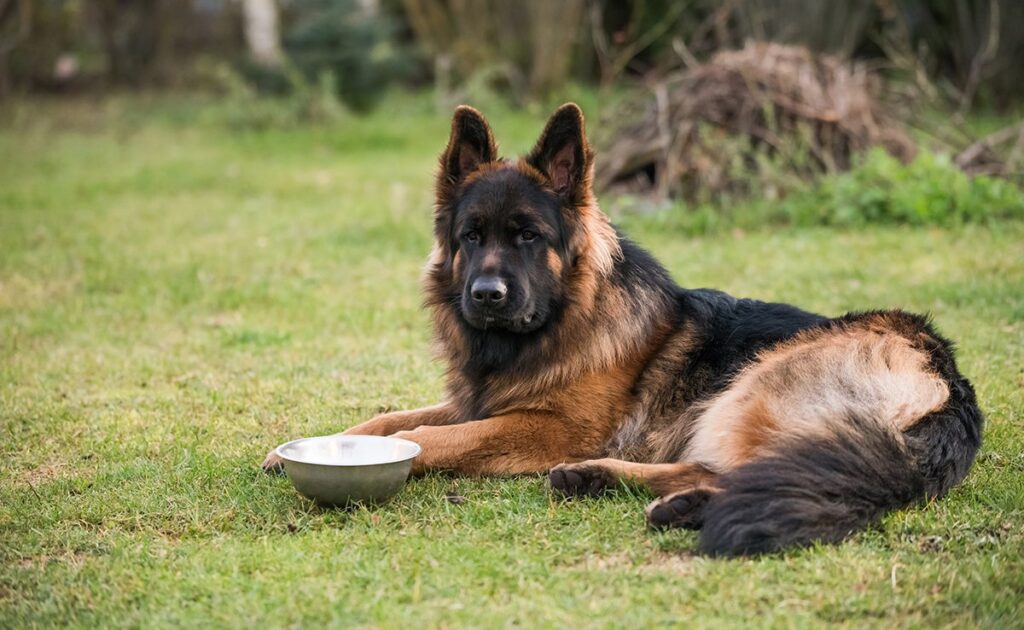 Hoeveel brokjes moet ik aan een Duitse herder geven? 1 quantite croquettes berger allemand 090251 1200 738