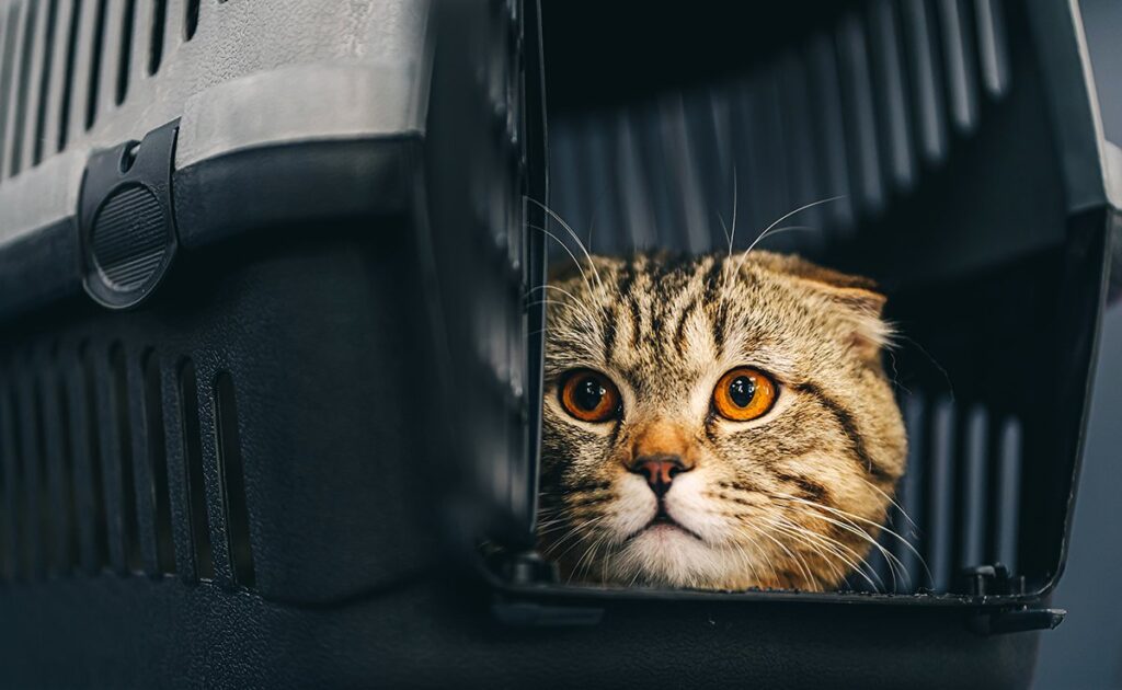 Wat is verworven berusting bij een kat? 1 resignation acquise chat 083537 1200 738