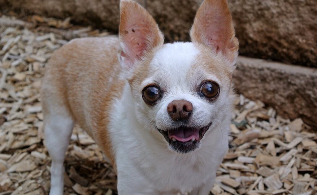 Wat is het kleine hondensyndroom? 1 syndrome petit chien 064017 1200 738
