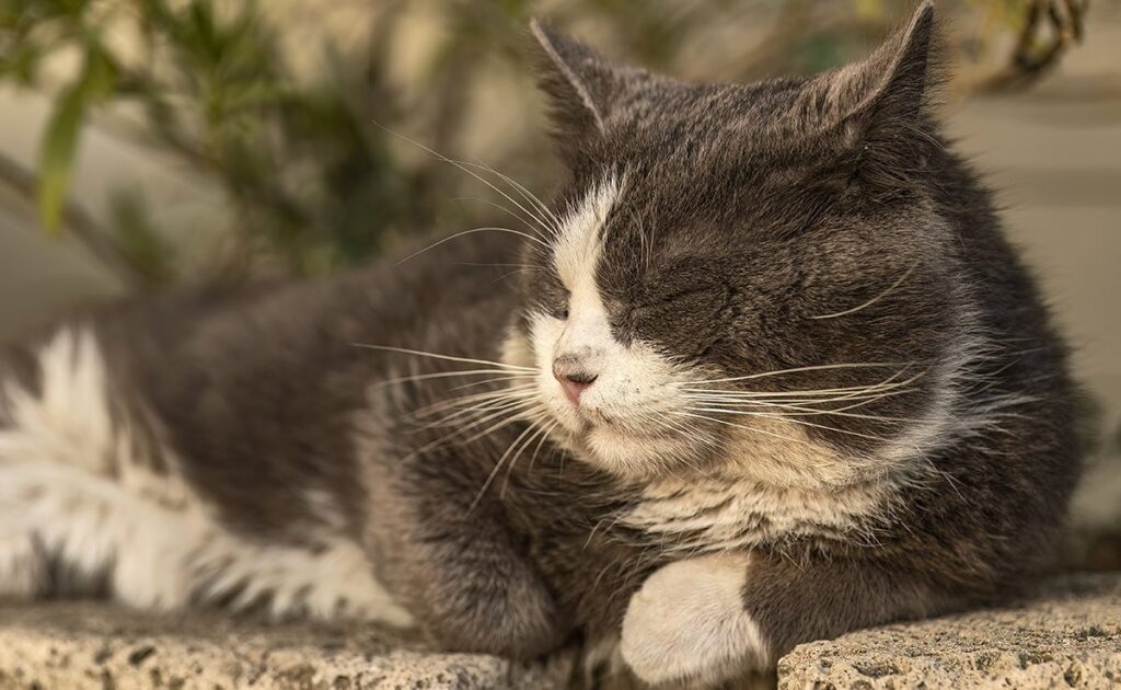 Onze katten leven steeds langer, maar leven ze ook beter en in goede gezondheid? 1 vieux chat 134110 1200 738