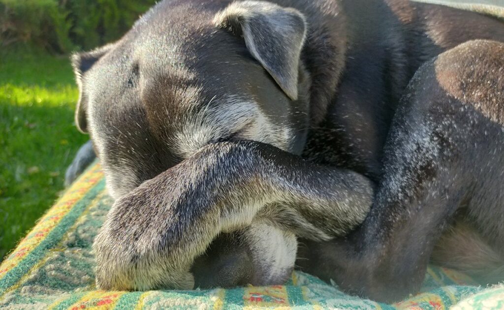 Onze honden leven steeds langer, maar leven ze ook steeds gezonder? 1 vieux chien 060353 1200 738