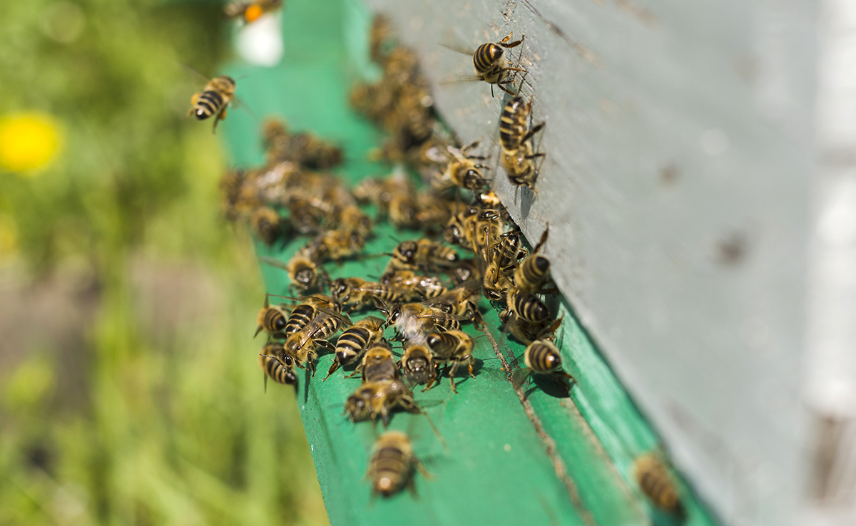 Ik wil een bijenkorf in mijn tuin plaatsen, wat zijn de regels? 3 Ik wil een bijenkorf in mijn tuin plaatsen, wat zijn de regels?