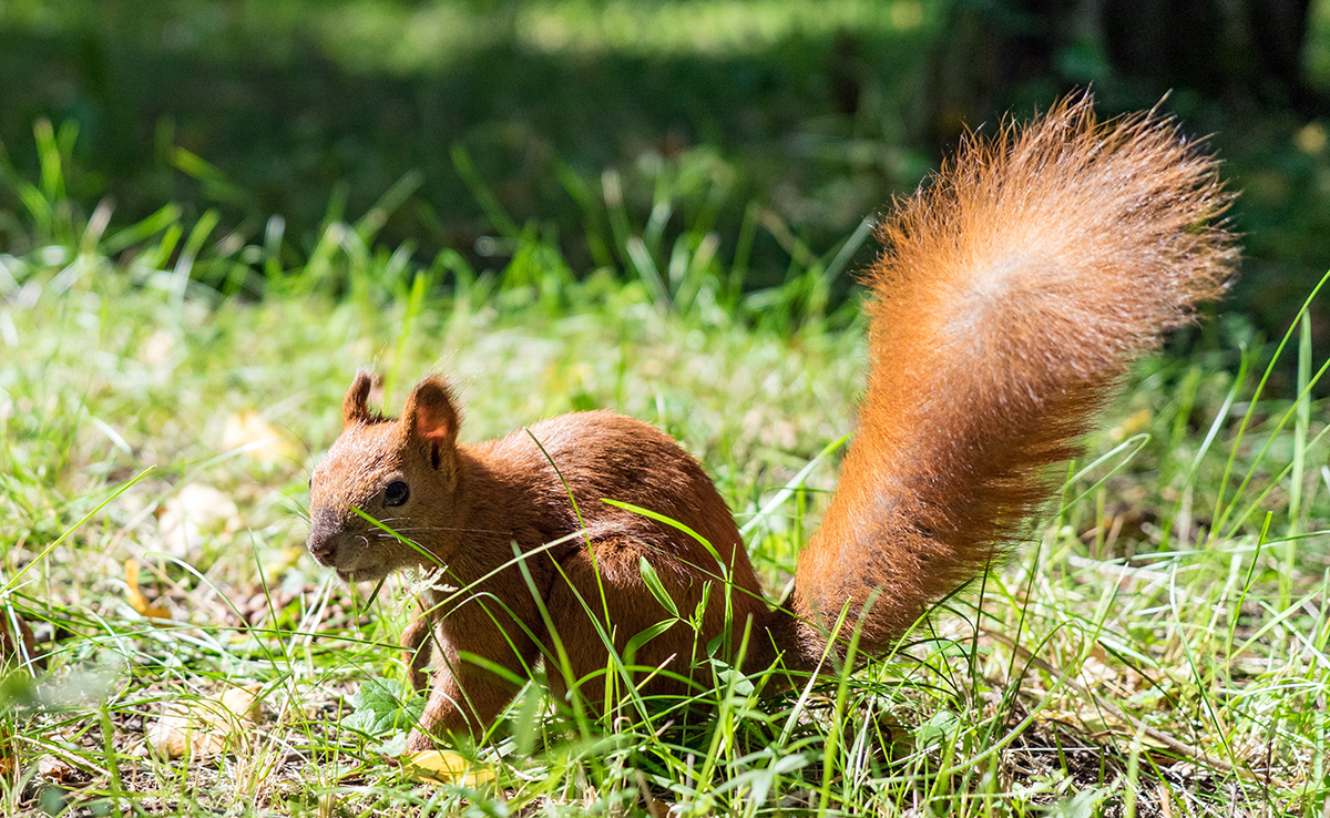 10 aanwijzingen die bewijzen dat er een eekhoorn in jouw tuin leeft! 3 10 aanwijzingen die bewijzen dat er een eekhoorn in jouw tuin leeft!
